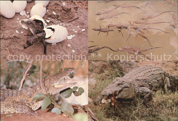 Krokodile