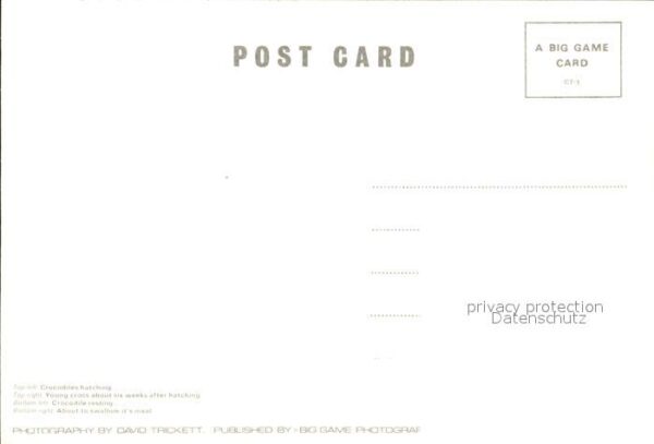 Krokodile – Bild 2