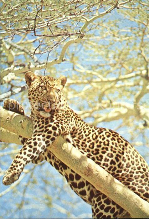 Tiere Leopard
