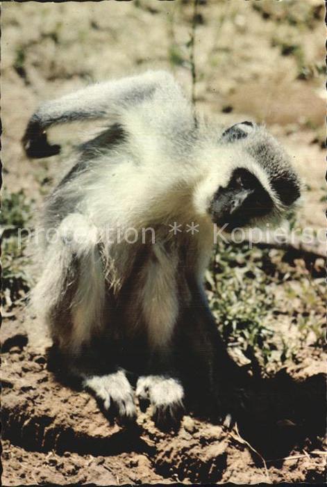 Affen Vervet Monkey