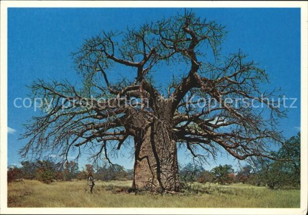 Baeume Trees Baobab Adansonia digitata