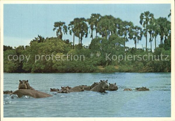 Tiere Nilpferde Hippos Wallowing South Africa