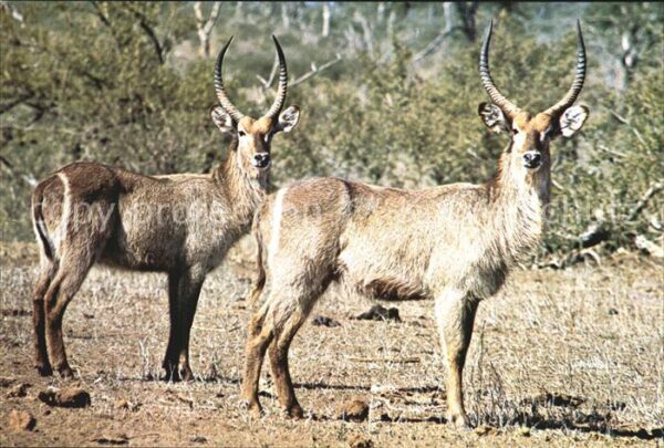 Tiere Wasserbock Waterbuck Kruger National Pa
