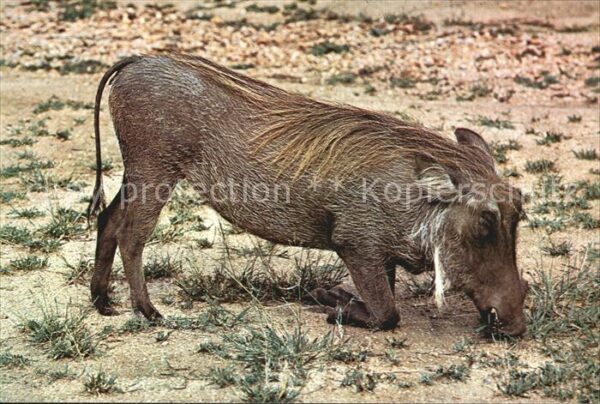 Tiere Warzenschwein Warthog Kruger National P