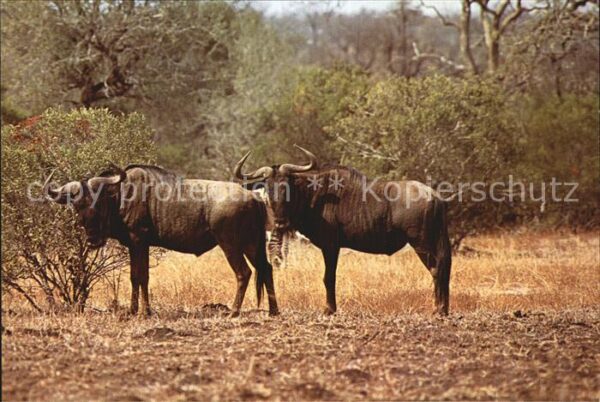 Tiere Streifengnu Blue Wildebeest Kruger Nati