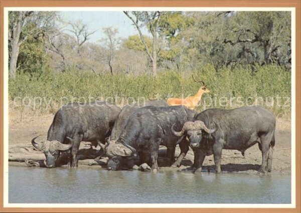 Tiere Buffalo Bulls and Impala Ram Kruger Nat