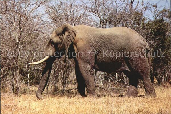 Elefant Kruger National Park