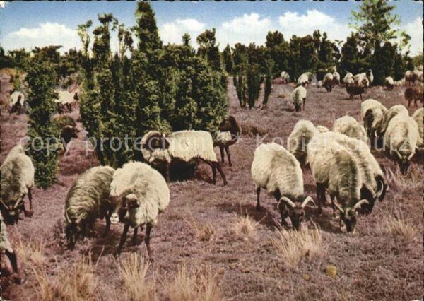 Schafe Heidschnucken Lüneburger Heide