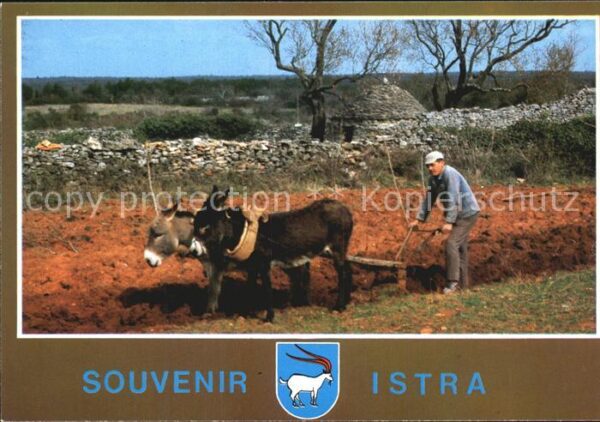 Esel Tiere Pflug Istra Kazun Steinerne Feldhütten