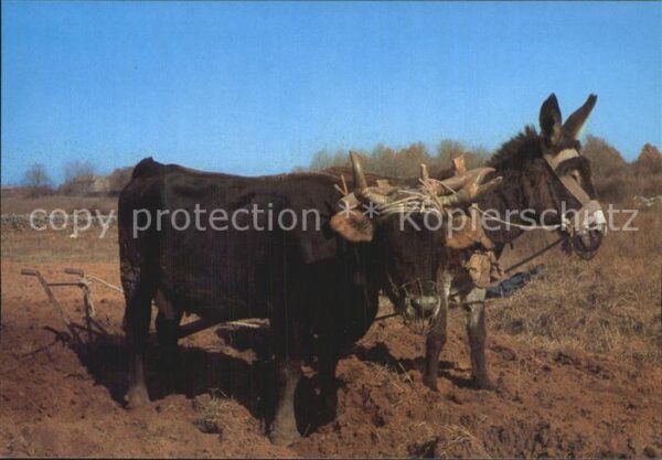 Esel Tiere Ochse Landwirtschaft Pflug Istra