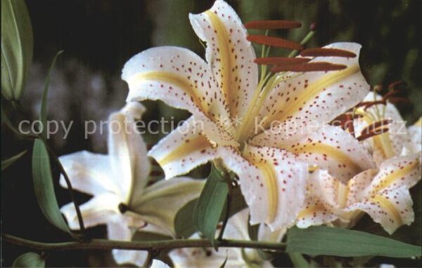 Blumen Lilie Kanagawa Prefecture Flower of Lil