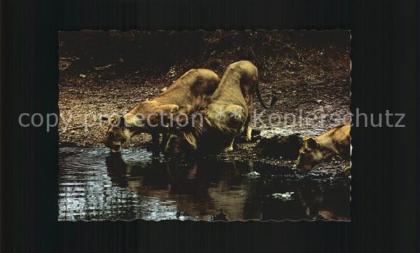 Loewe Lion and Lioness