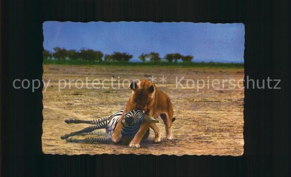 Loewe Lioness Zebra