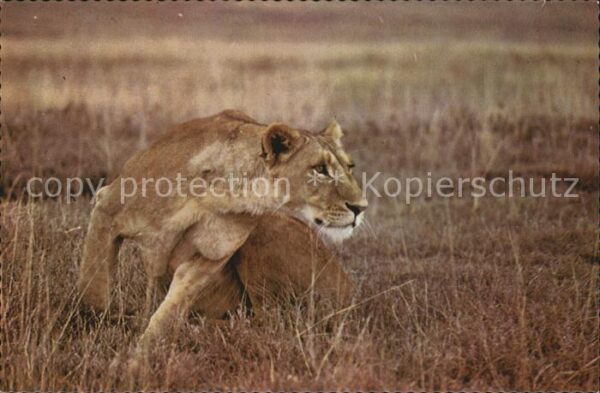 Loewe Löwin Lioness