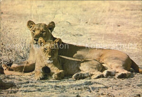 Loewe Lioness with Cub