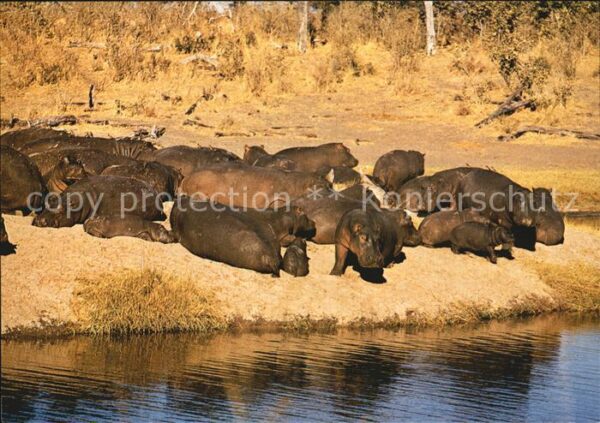 Tiere Nilpferde Hippopotamus Zambezi