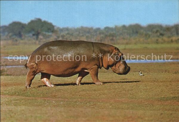 Tiere Nilpferd Hippopotamus