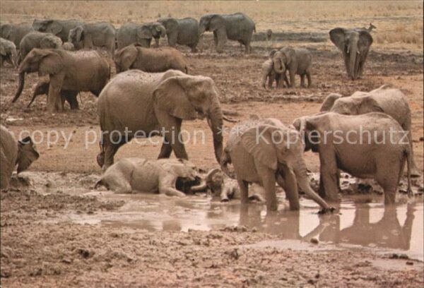 Elefant Elephants Main Camp Wankie National Par
