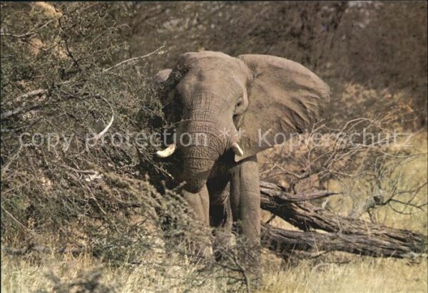 Elefant Elephant
