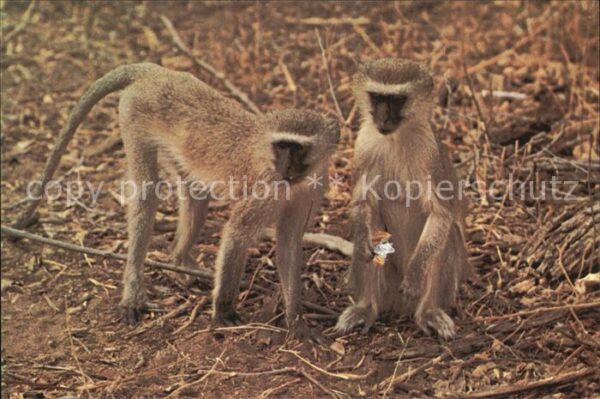 Affen Vervet Monkeys