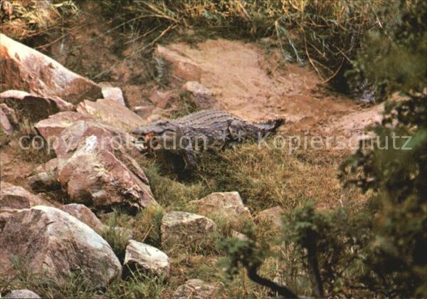 Krokodile Crocodile Rhodesia