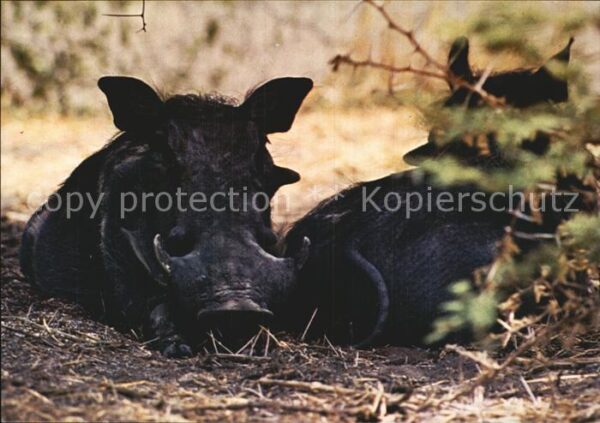 Schweine Warzenschwein Warthogs