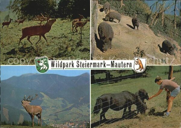 Hirsch Wildpark Steiermark-Mautern Wildschwein