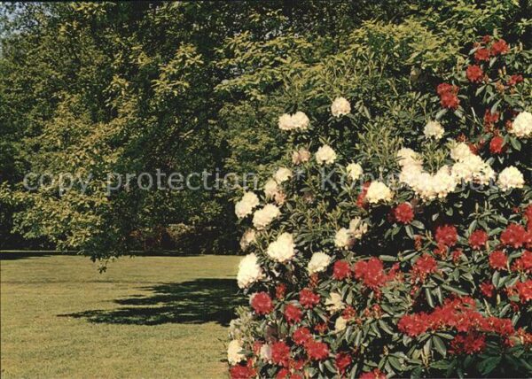 Blumen Botaniscer Garten Rhododendron-Park Bre