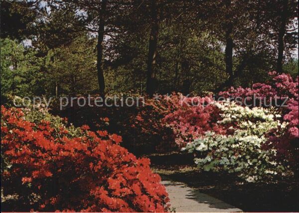 Blumen Botanischer Garten und Rhododendron-Par