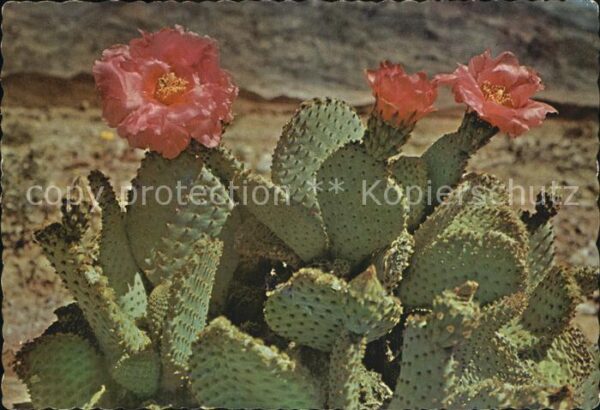 Kakteen Magenta Beaver  Tail Cactus