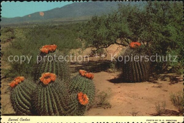 Kakteen Barrel Cactus Desert