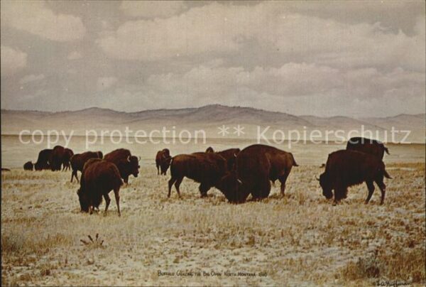 Bueffel Buffalo grazing the Big Open North Mont