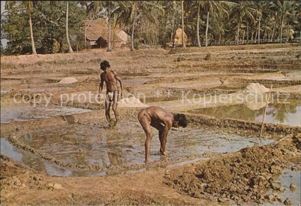 Goa Salt of the Earth