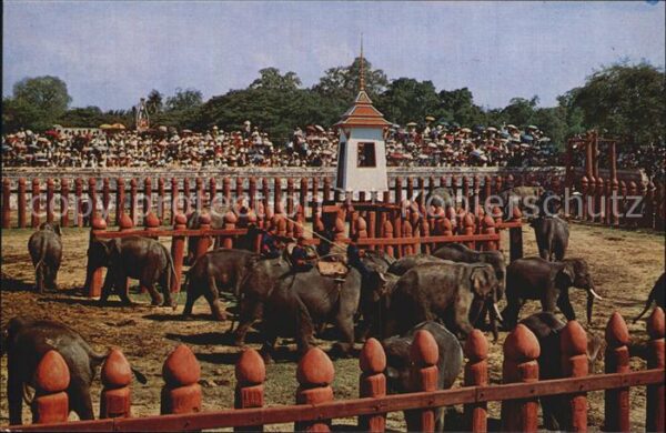 Elefant Elephant round-up Ayudhya Thailand