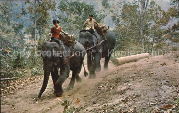 Elefant Teak-Log Forest of Chiengmai North Thai