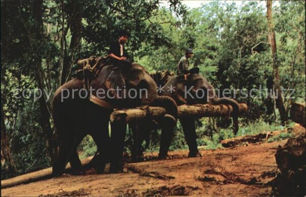 Elefant Elephants working in forest Chiengmai N
