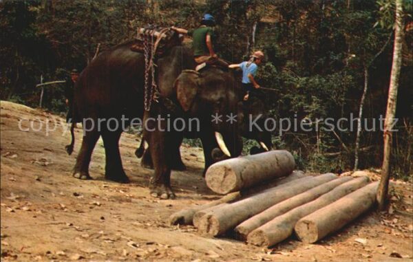 Elefant Trained Elephants at work Teak-Forests