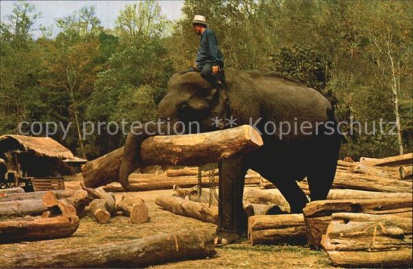 Elefant Elephant working in forest Chiengmai No