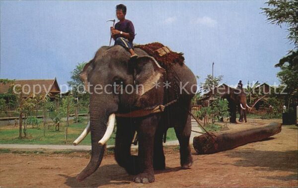 Elefant Thai Elephant pulling the Teak Log