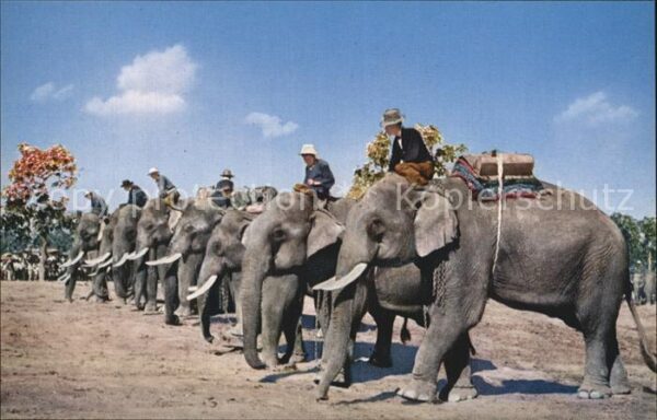 Elefant Elephant round-up Chiengmai Thailand