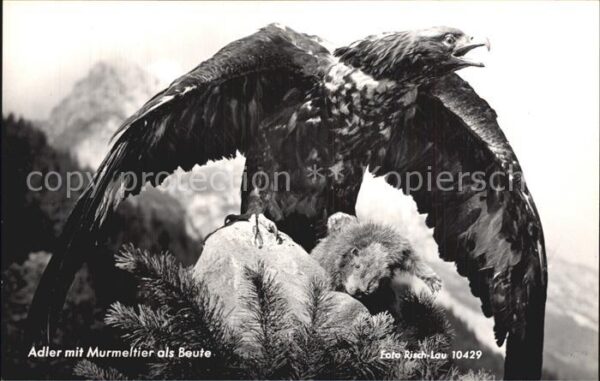 Adler Eagle Aigle Aguila Murmeltier als Beute Foto-Risch-Lau-Nr.