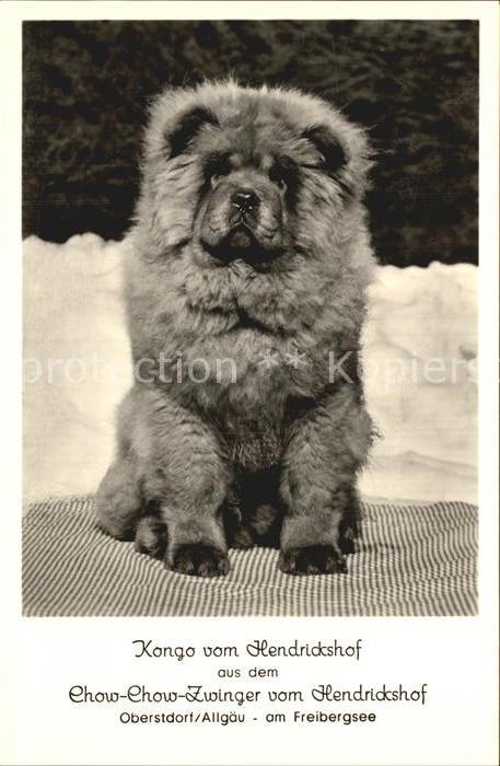 Hunde Chow-Chow Zwinger Hendricksdorf Oberstd