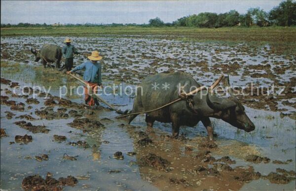 Landwirtschaft Rice cultivation in Thailand ploughing