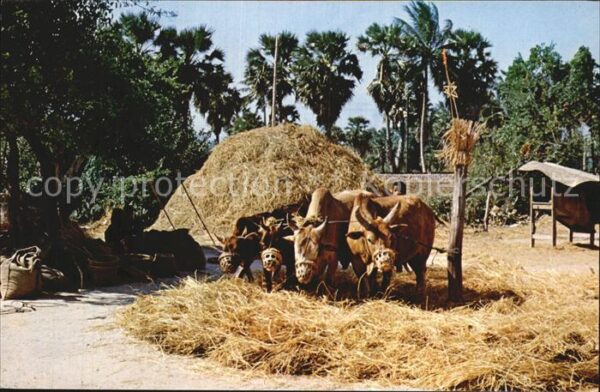 Landwirtschaft Thailand Thai Farmers
