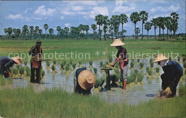 Landwirtschaft Cultivation of Rice Thailand Tender Ric
