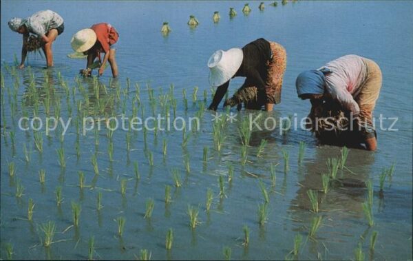 Landwirtschaft Cultivation of Rice Thailand