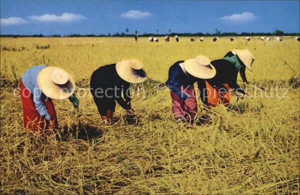 Landwirtschaft Thai Farmers harvest Rice Thailand