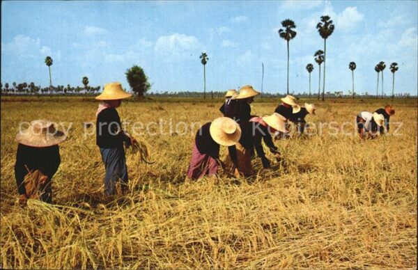 Landwirtschaft Thai Farmers harvest Rice Thailand