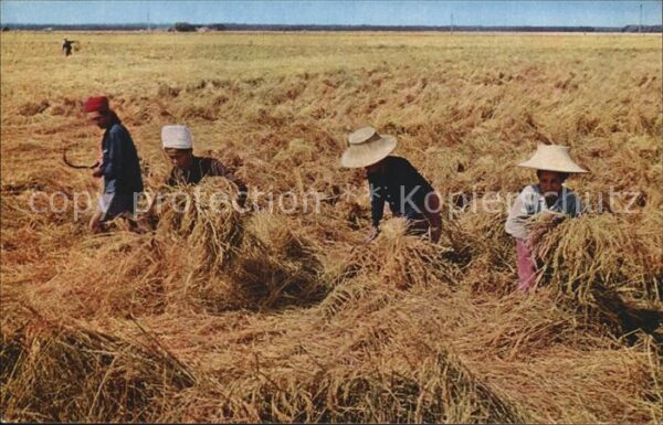 Landwirtschaft Cultivation of Rice Thailand