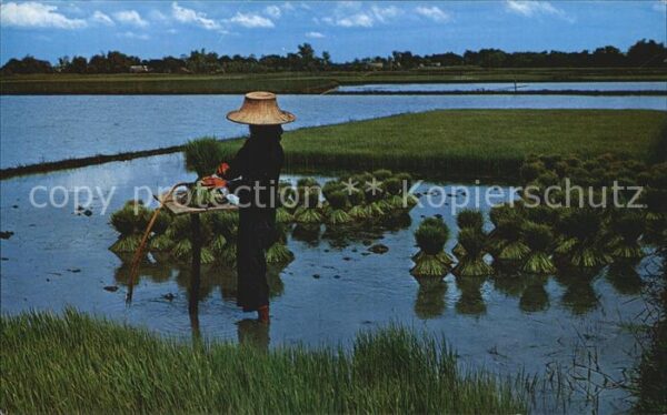 Landwirtschaft Thai Farmers uproot Rice Seadlings